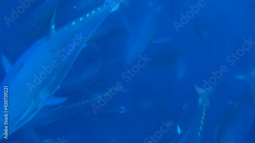 Chasing tuna in atlantic ocean