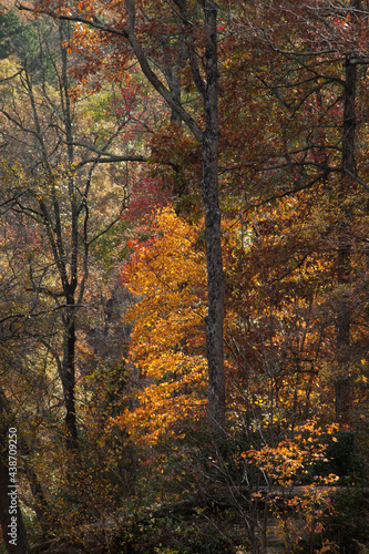 Fall leaves on Trees