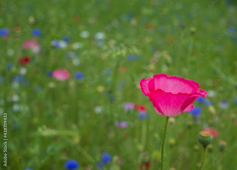 Colourful wild flowers, including poppies and cornflowers, on a roadside verge in Ickenham, West London UK. The Borough of Hillingdon has been planting wild flowers next to roads to support wildlife. Colourful wild flowers, including poppies and cornflowers, on a roadside verge in Ickenham, West London UK. The Borough of Hillingdon has been planting wild flowers next to roads to support wildlife.