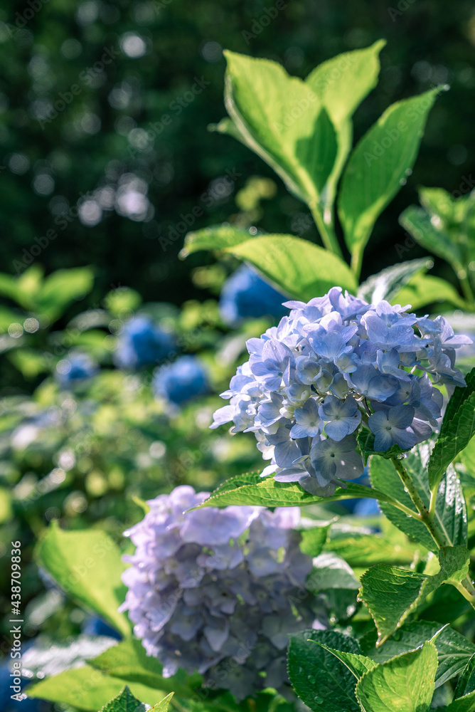 6月の輝く紫陽花