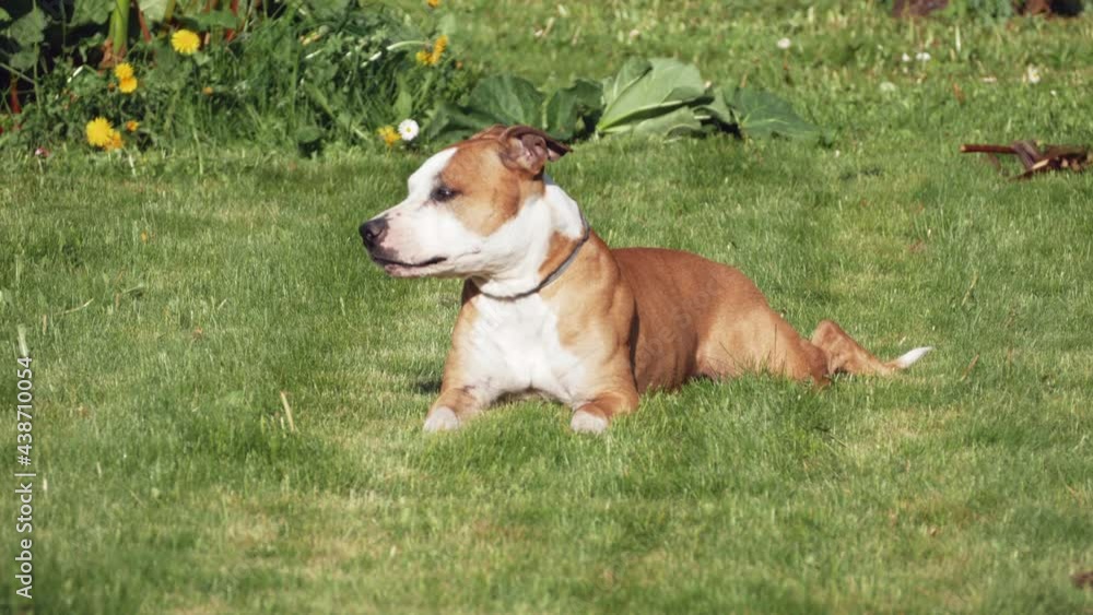 Beautiful American Staffordshire Terrier dog rolling on the grass scratching his back.