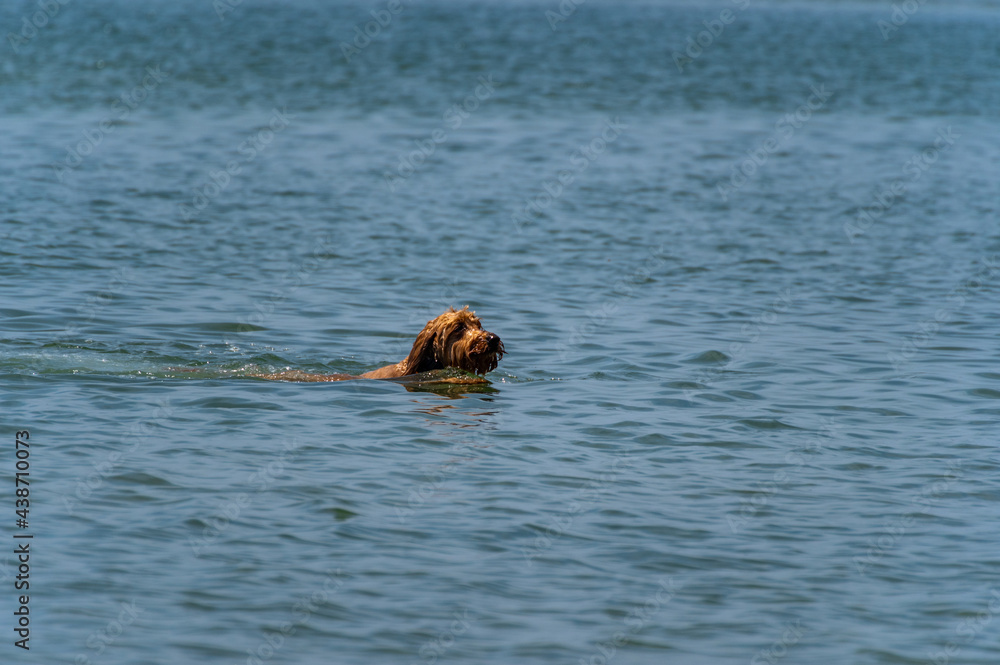 Golden Doodle Swimming Left to Right