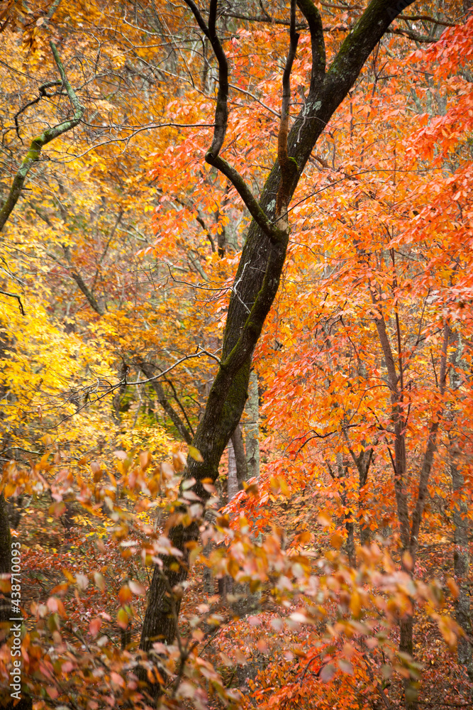 Fall leaves on Trees