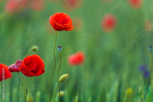 red poppies close-up in a field in summer among the green grass