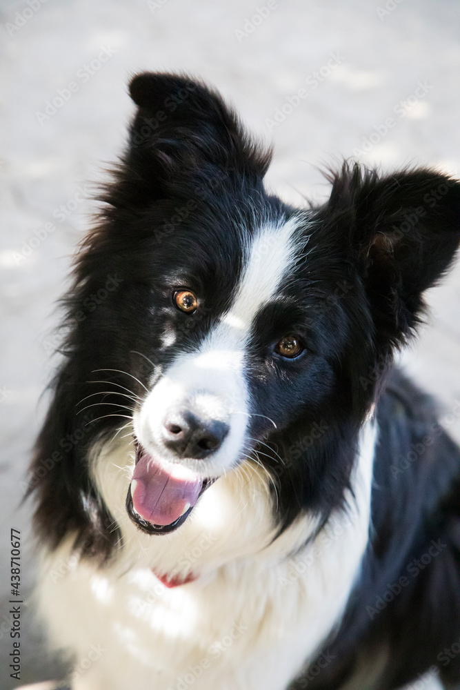 portrait of border collie dog