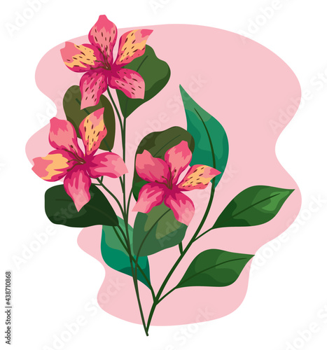 pink orchid flowers