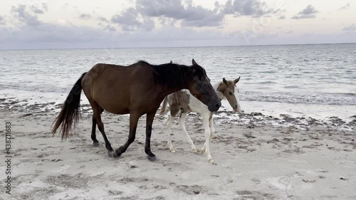 Plan caméra de gauche à droite. Cheval et son poulain sur la plage qui se déplace sur le sable. Amérique latine 