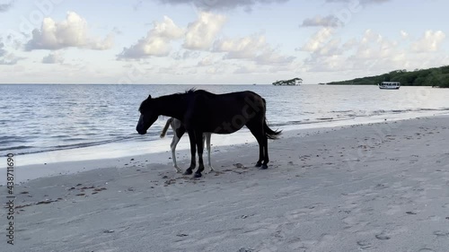 Plan caméra circulaire. Cheval et son poulain sur la plage qui se déplace sur le sable. Amérique latine 