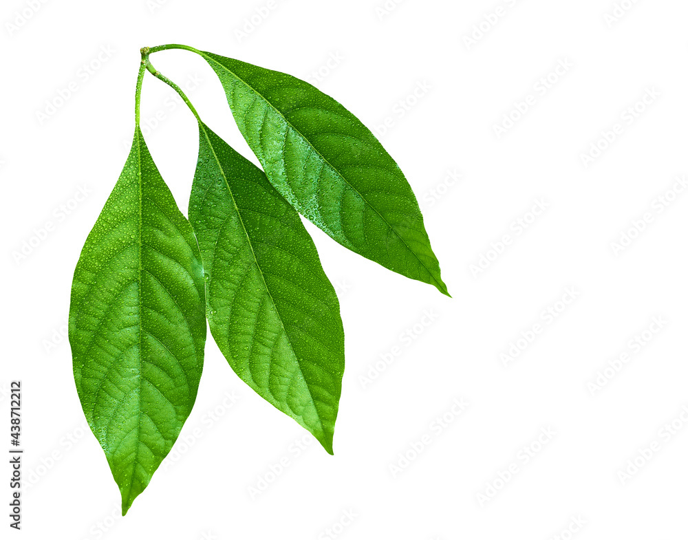 Fototapeta premium Three green leaves isolated on white