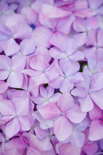 梅雨の時期に鮮やかな色の花を咲かせて楽しませてくれる紫陽花。花びらをマクロレンズでクローズアップ。ピンクの紫陽花の花言葉は「元気な女性」「強い愛情