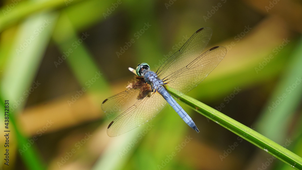 Male Blue Dasher Dragonfly resting on a reed. Male Blue Dasher Dragonfly resting on a reed.