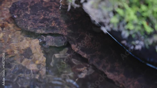 Japanese Giant Salamander (Andrias japonicus) Hidden under river rock, Tottori photo
