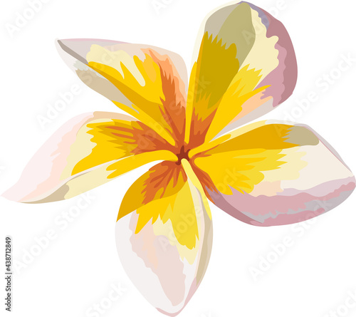 Yellow frangipani flower hand drawing isolated on white background.
