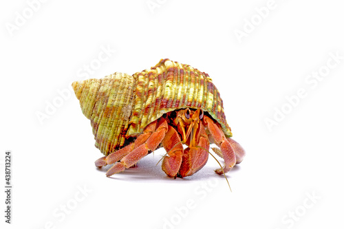 Hermit crabs isolated on white background. Hermit crabs are decapod crustaceans of the superfamily Paguroidea