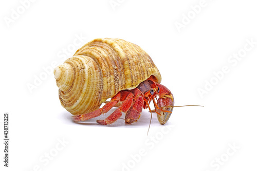 Hermit crabs isolated on white background. Hermit crabs are decapod crustaceans of the superfamily Paguroidea