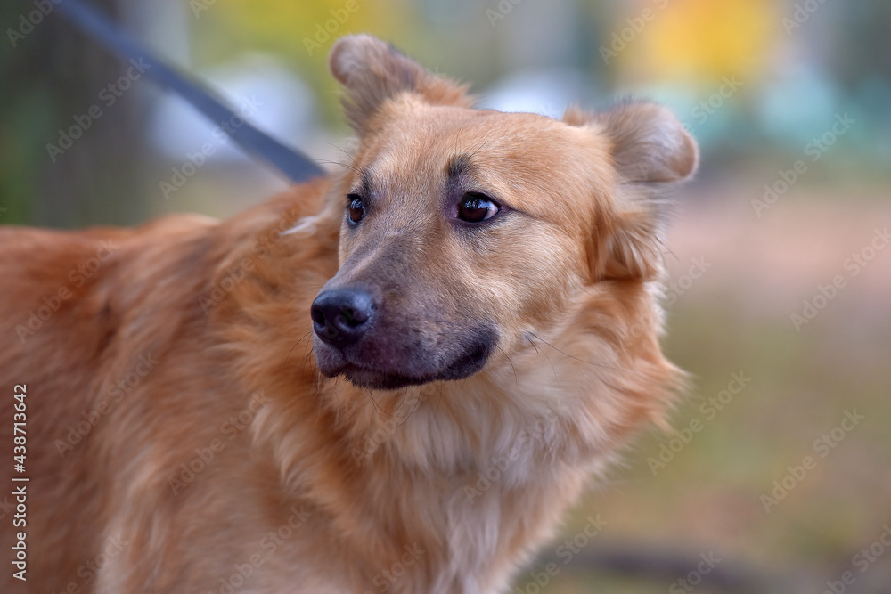 ginger mongrel dog at animal shelter ginger mongrel dog at animal shelter