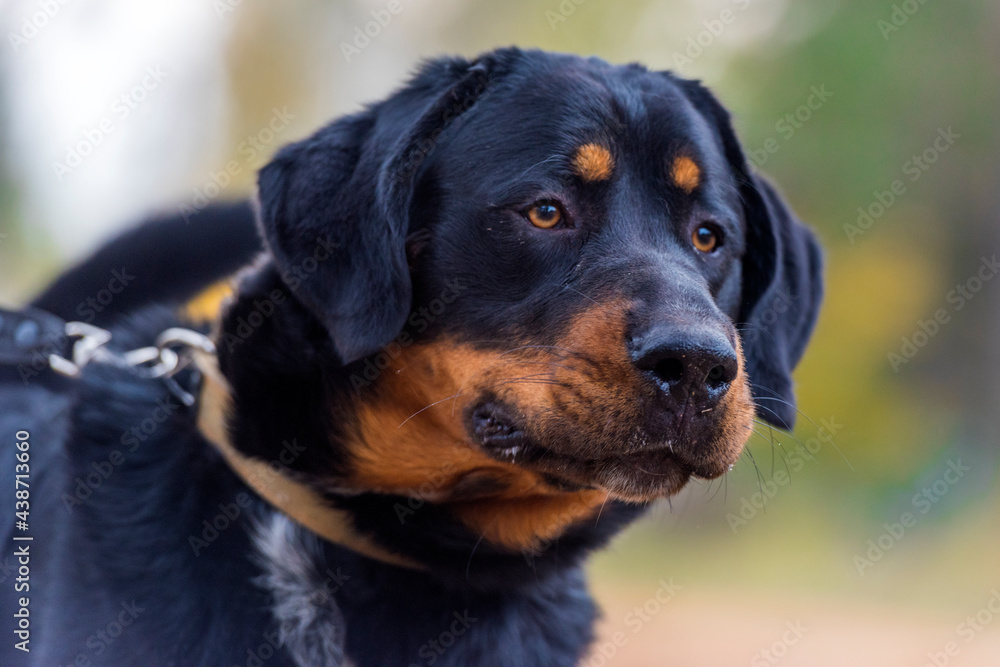 beautiful large brown dog mestizo rottweiler beautiful large brown dog mestizo rottweiler