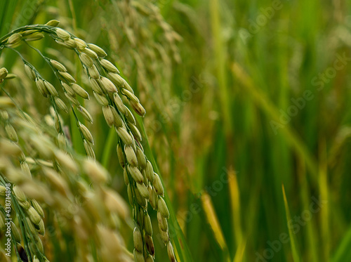 close up rice in the field nature background  