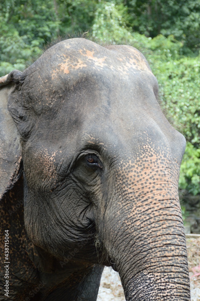 Fototapeta premium close up elephant in nature garden