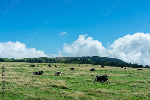 快晴の高原に放牧されている牛