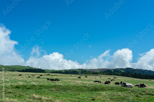 快晴の高原に放牧されている牛