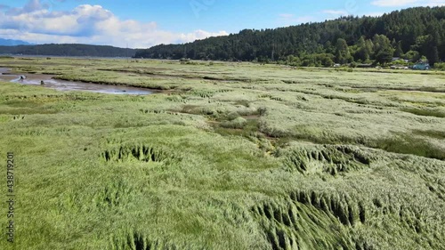 Cinematic fly in of green grass field in windy marshland, lush trees, blue sky lake, clouds, and mountains aerial drone shot in Skokomish River Union Mason County Washington State Pacific Northwest photo