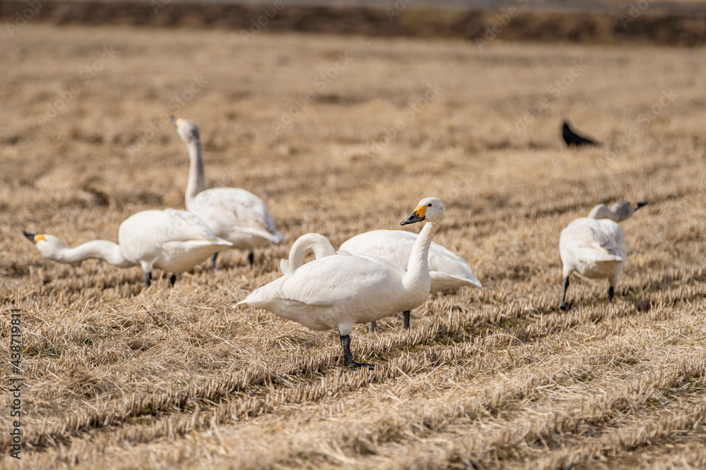 長野県駒ケ根市　休耕田で寛ぐ白鳥の群れ