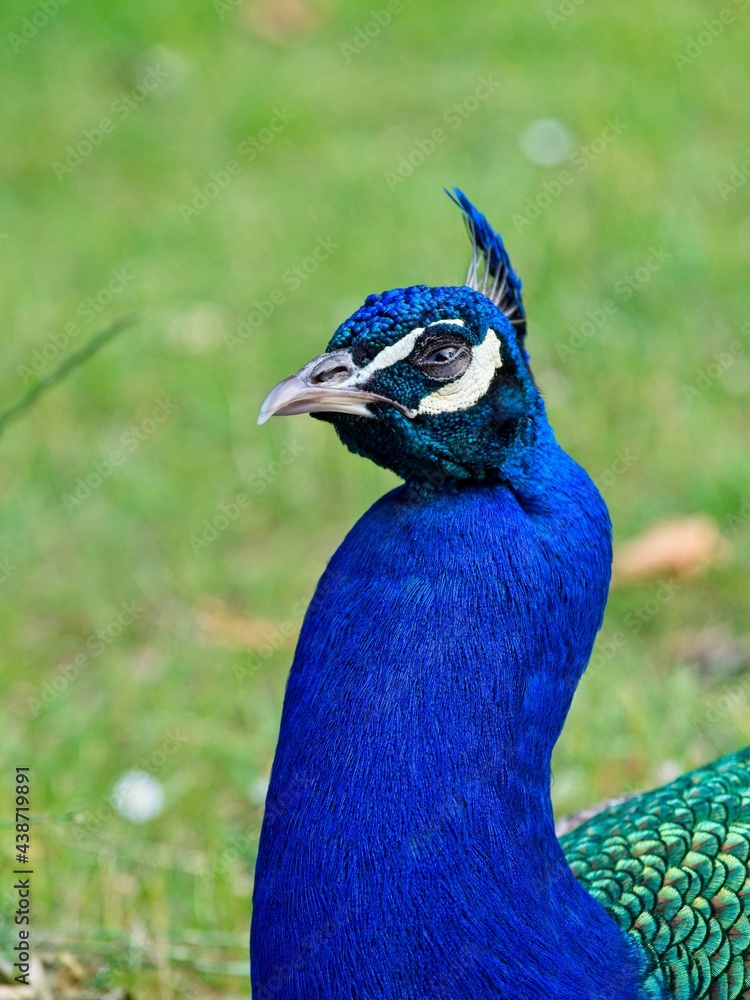 male peacock close-up portrait, green blurry background male peacock close-up portrait, green blurry background