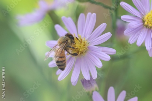 bee on a flower