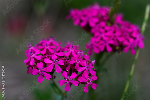 close up of a flower