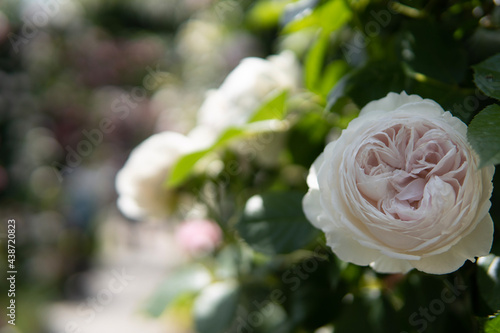 pink rose in the garden