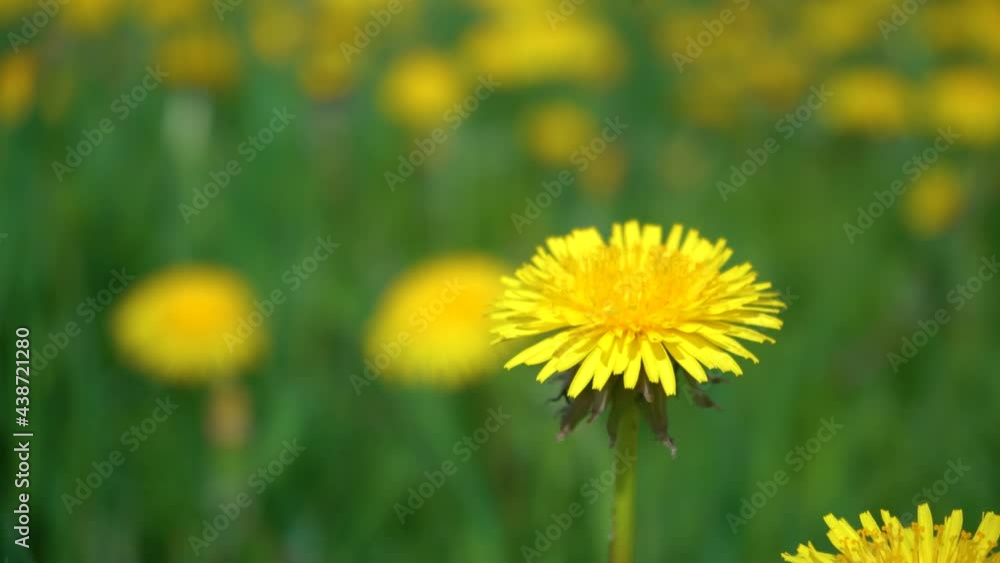 Yellow Dandelion Flower Against a Yellow-green Bokeh. Green Dandelion Leaves. Dandelions Bloom in Spring. View From Above. Yellow Dandelion Flower Against a Yellow-green Bokeh. Green Dandelion Leaves. Dandelions Bloom in Spring. View From Above.