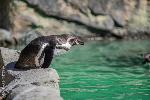 長野県飯田市　動物園のペンギン