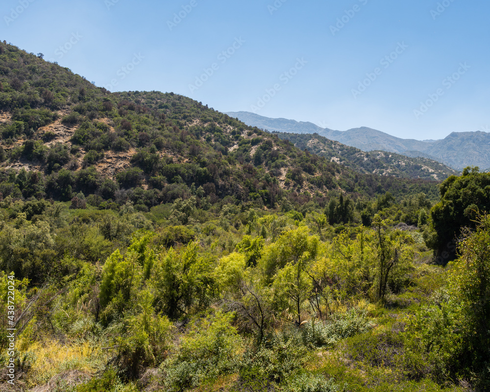 General view of the endemic plants of rio clarillo national park on a sunny day.