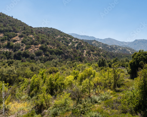 General view of the endemic plants of rio clarillo national park on a sunny day.