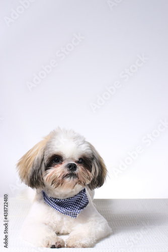 shih tzu puppy