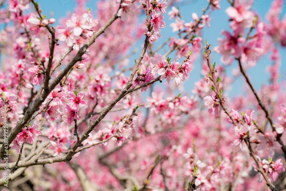 果樹園の桃の花