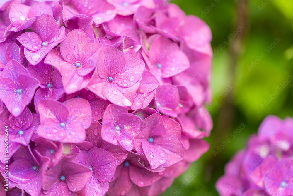 Hydrangea flowers