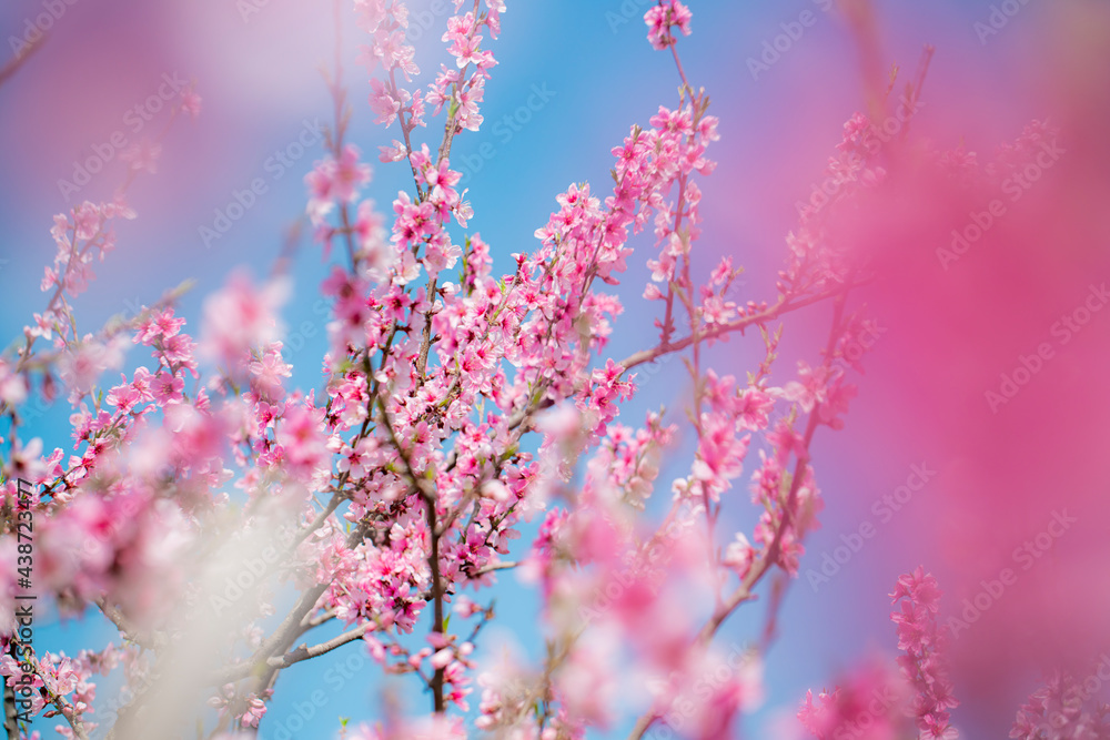 果樹園の桃の花