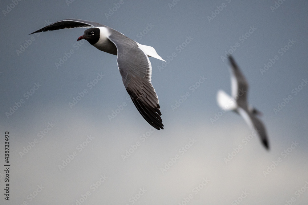 Obraz premium seagull in flight at City Island