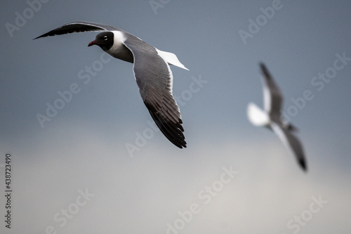 seagull in flight at City Island