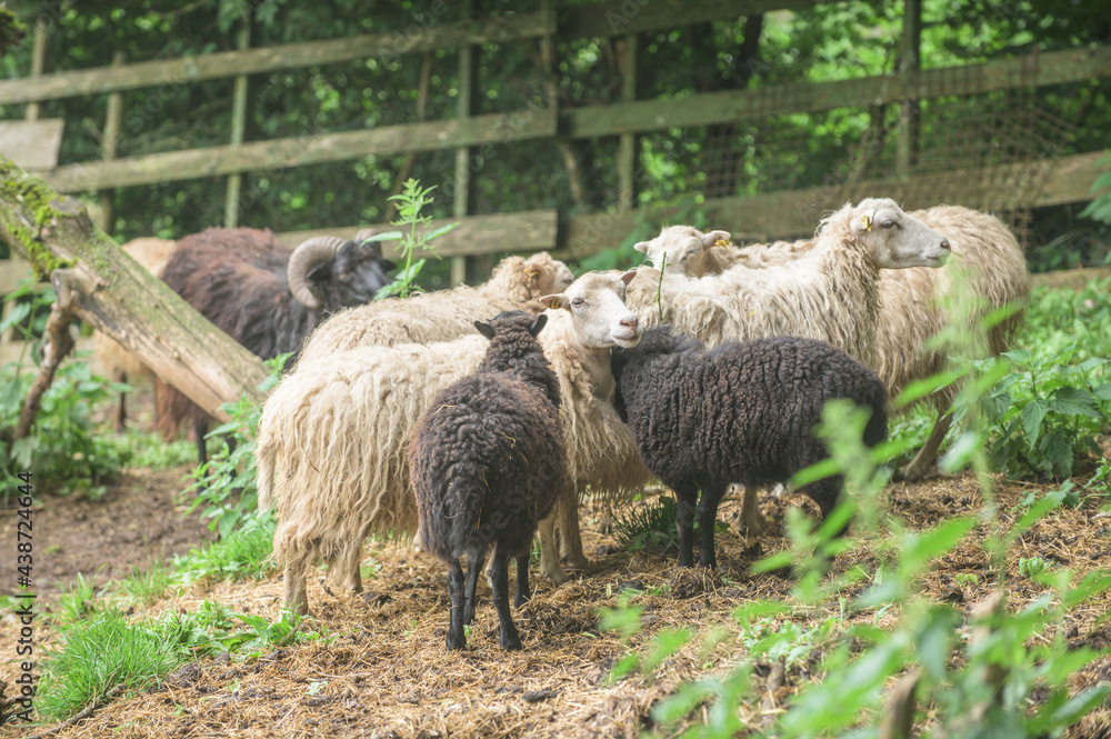 Schwarze und weisse Schafe einer Schafherde auf einer Koppel schauen in die Kamera Schwarze und weisse Schafe einer Schafherde auf einer Koppel schauen in die Kamera