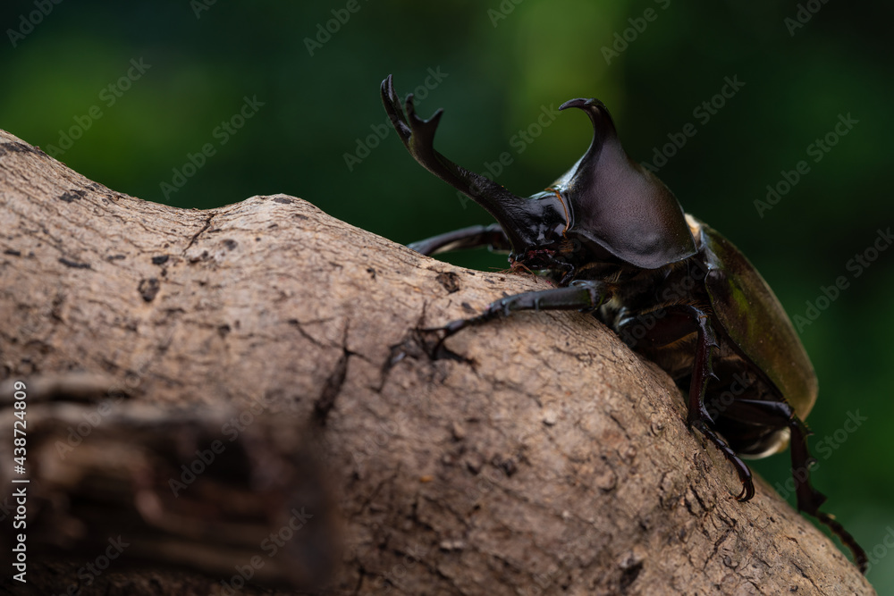 Pictures of male beetles clinging to trees in the forest. Pictures of male beetles clinging to trees in the forest.