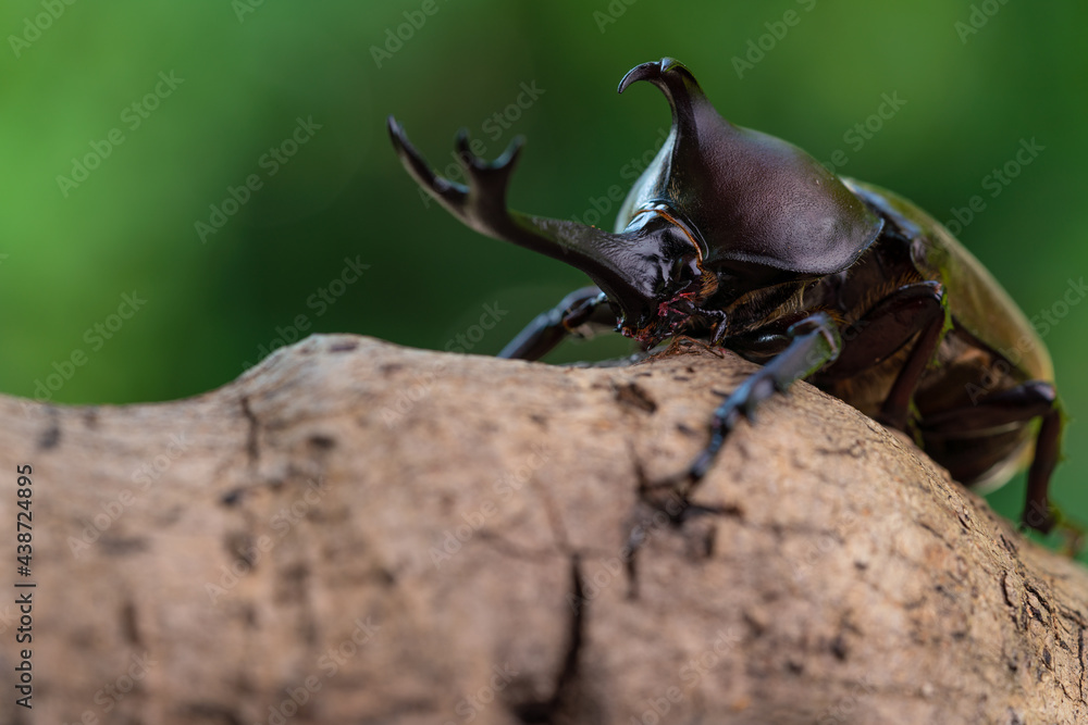 Pictures of male beetles clinging to trees in the forest. Pictures of male beetles clinging to trees in the forest.