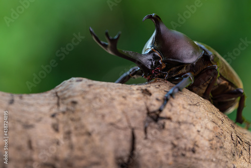 Pictures of male beetles clinging to trees in the forest.