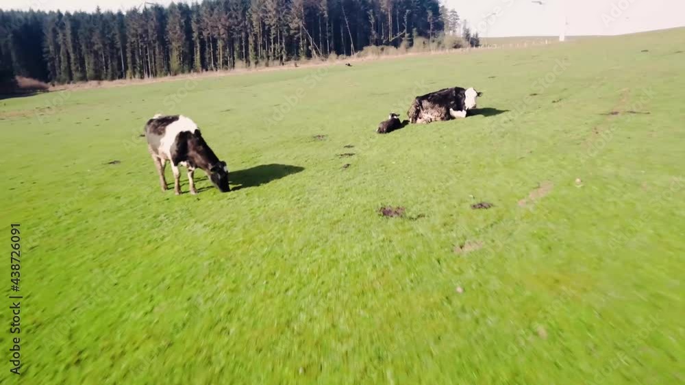 slow fly through very close to herd of cattle grazing pasture in early morning sun with calf and mother slow fly through very close to herd of cattle grazing pasture in early morning sun with calf and mother