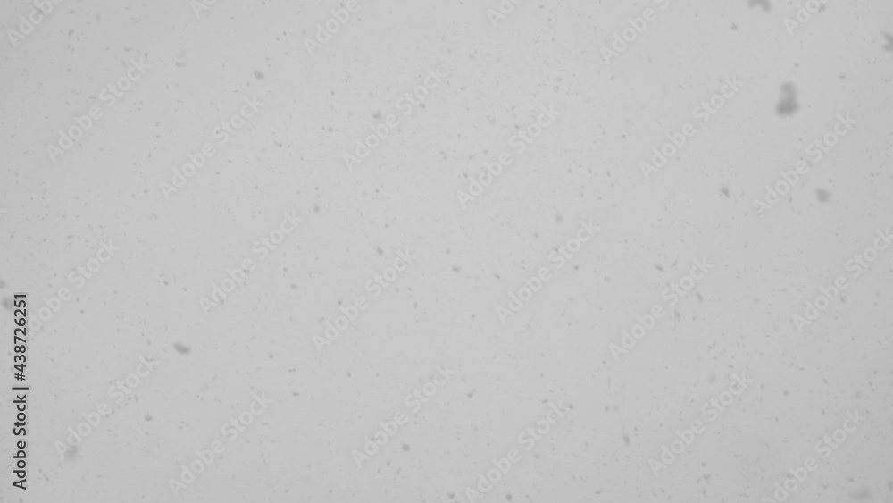Snow flakes falling down from dreary grey sky in Winter daytime Snow flakes falling down from dreary grey sky in Winter daytime