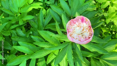 Delicate pink peony bud on a background of green foliage, Natural beautiful background, splash.Place for text