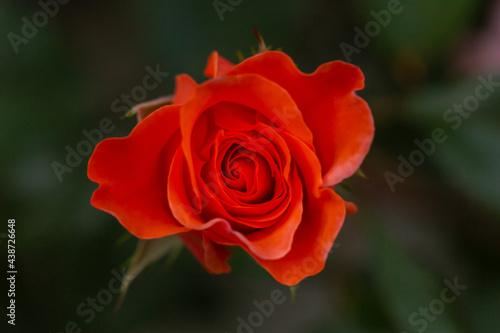 close-up of a climbing rose blossom