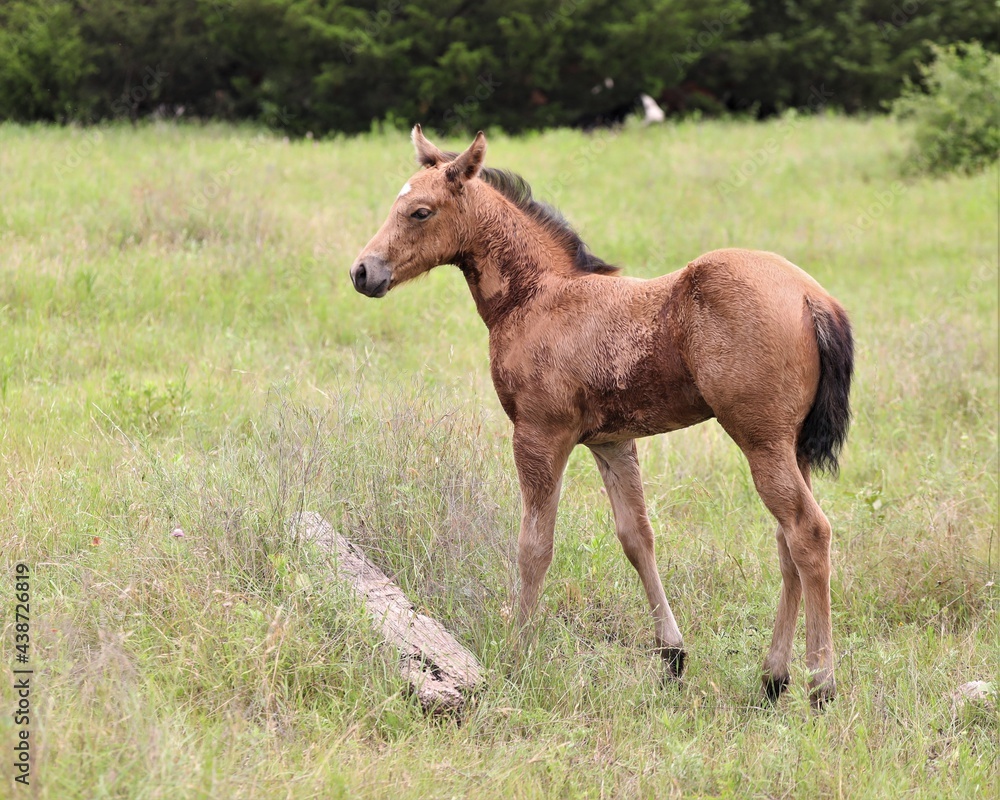 Fototapeta premium A Young Foul in a Rural Pasture in South Central Oklahoma